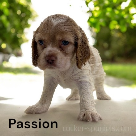 puppy, for, sale, Cocker Spaniel, Joe & Cherri  Overlease, dog, breeder, Miller, MO, dog-breeder, puppy-for-sale, forsale, nearby, find, puppyfind, locator, puppylocator, aca